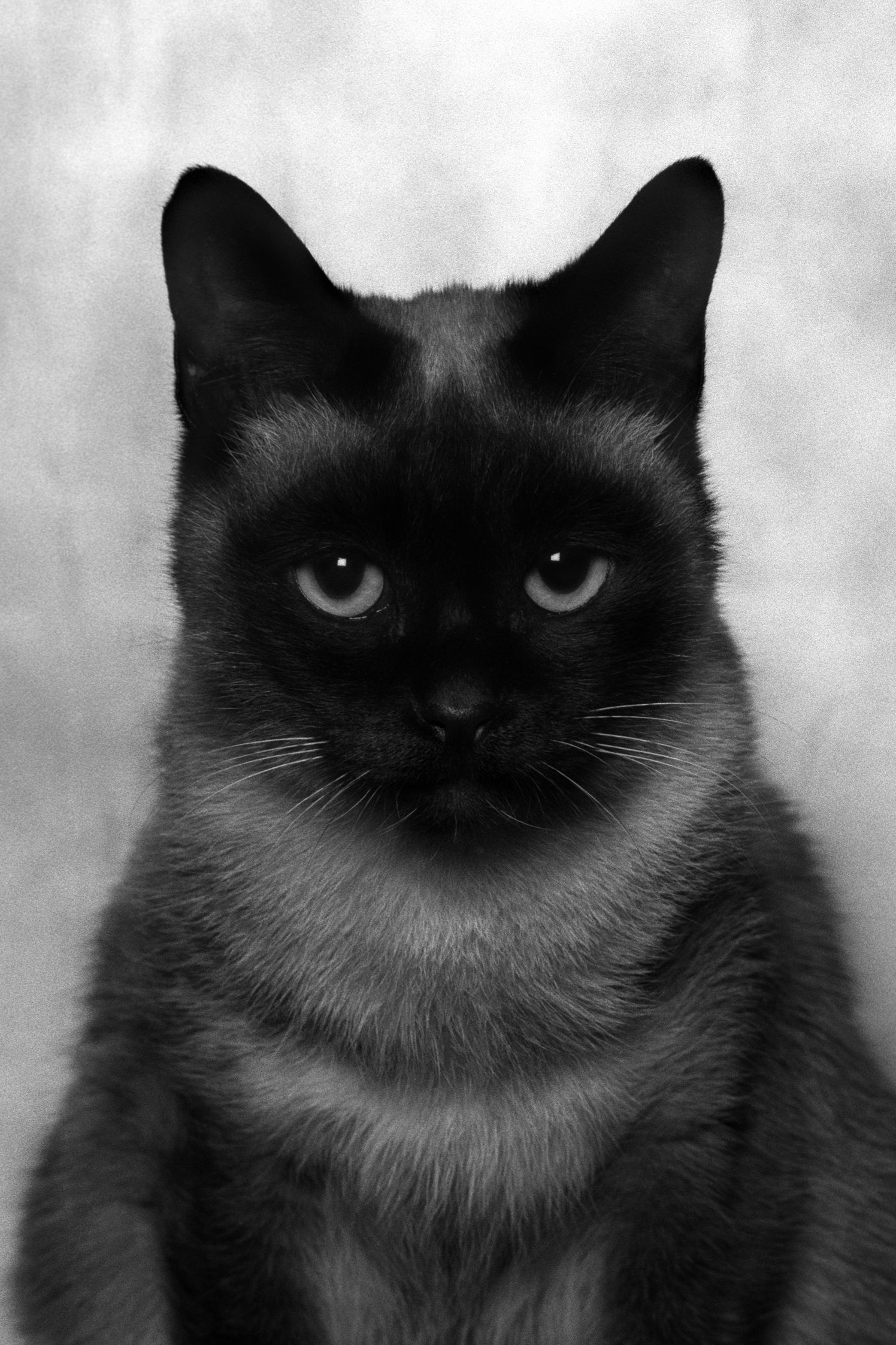 Dubravka Lazić Black and White Photography animals cat Portraits contemporary art