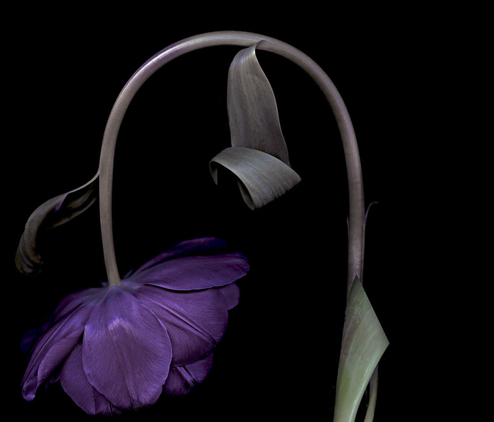 Thumbnail: From the series Still Life 2017 Zoltan Gerliczki photography color flowers still life