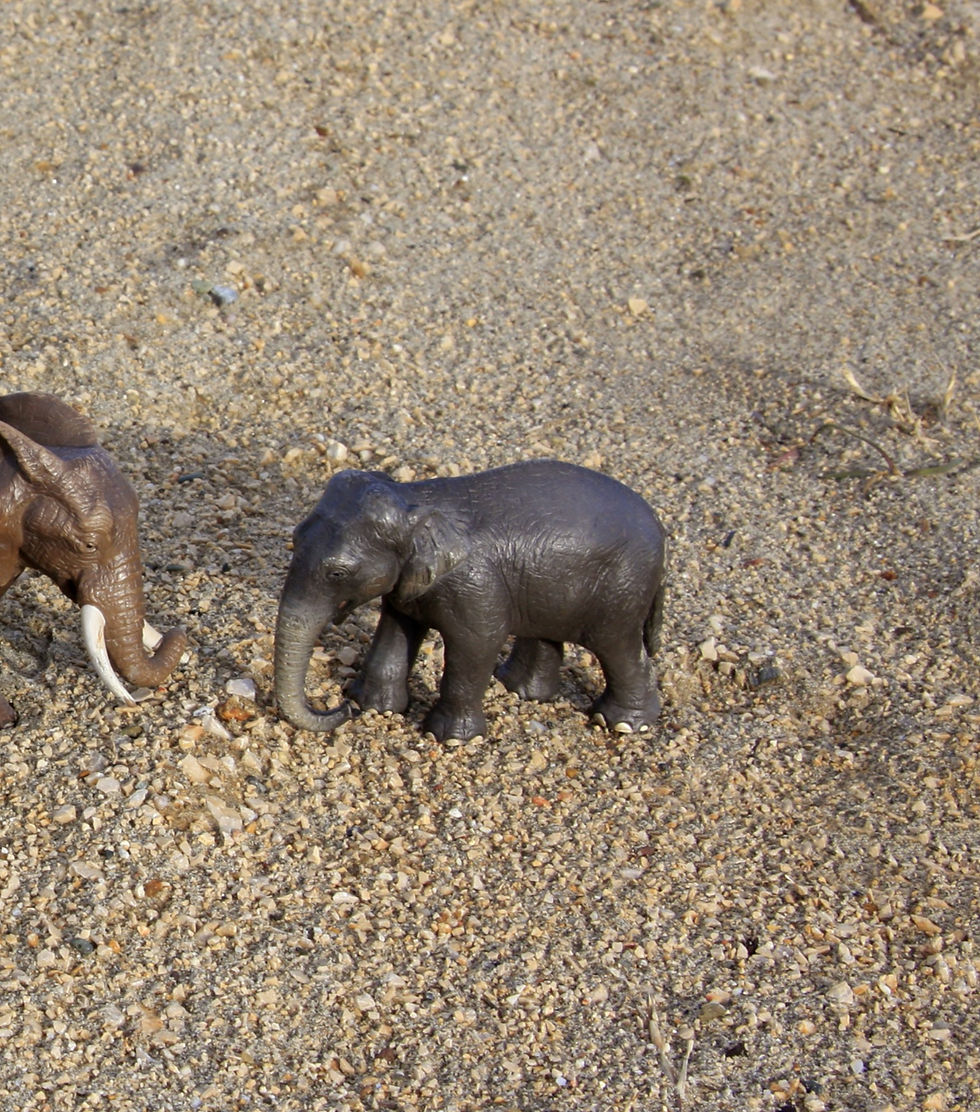 Dubravka Lazić Color Photograph Still-life figurative toys animals contemporary art