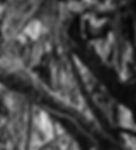 Bosque Chingaza, Silver Gelatin Print 2016 Miguel Winograd Miguel Winograd photography B&W, still life, nature landscape