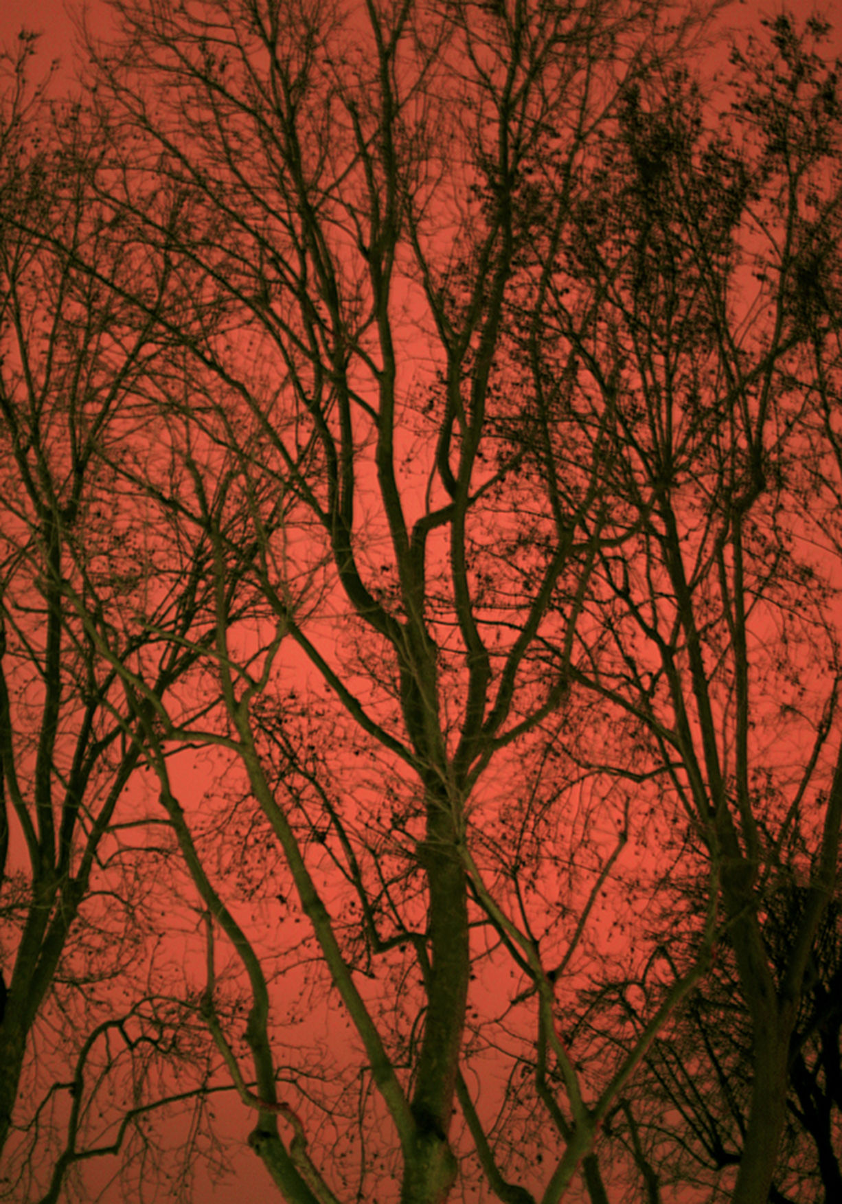 Untitled 21, From Paranoia series 2021_Salvatore Arnone landscape photography color