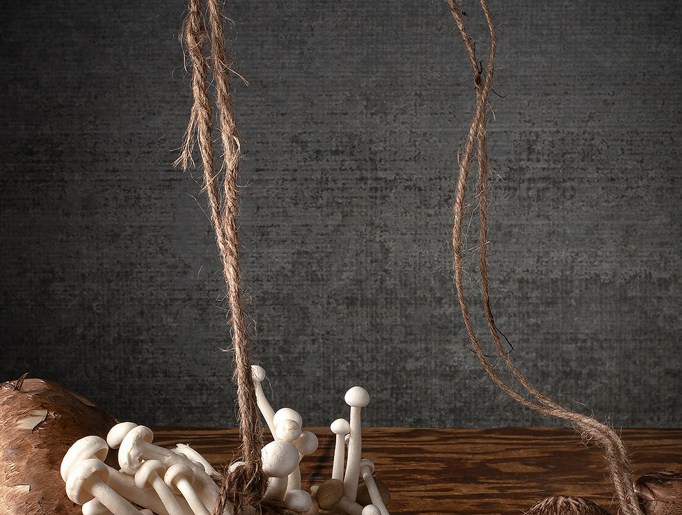 Hongos y bandeja. From the bodegones series, Dora Franco, Still life, color Photography, contemporary art