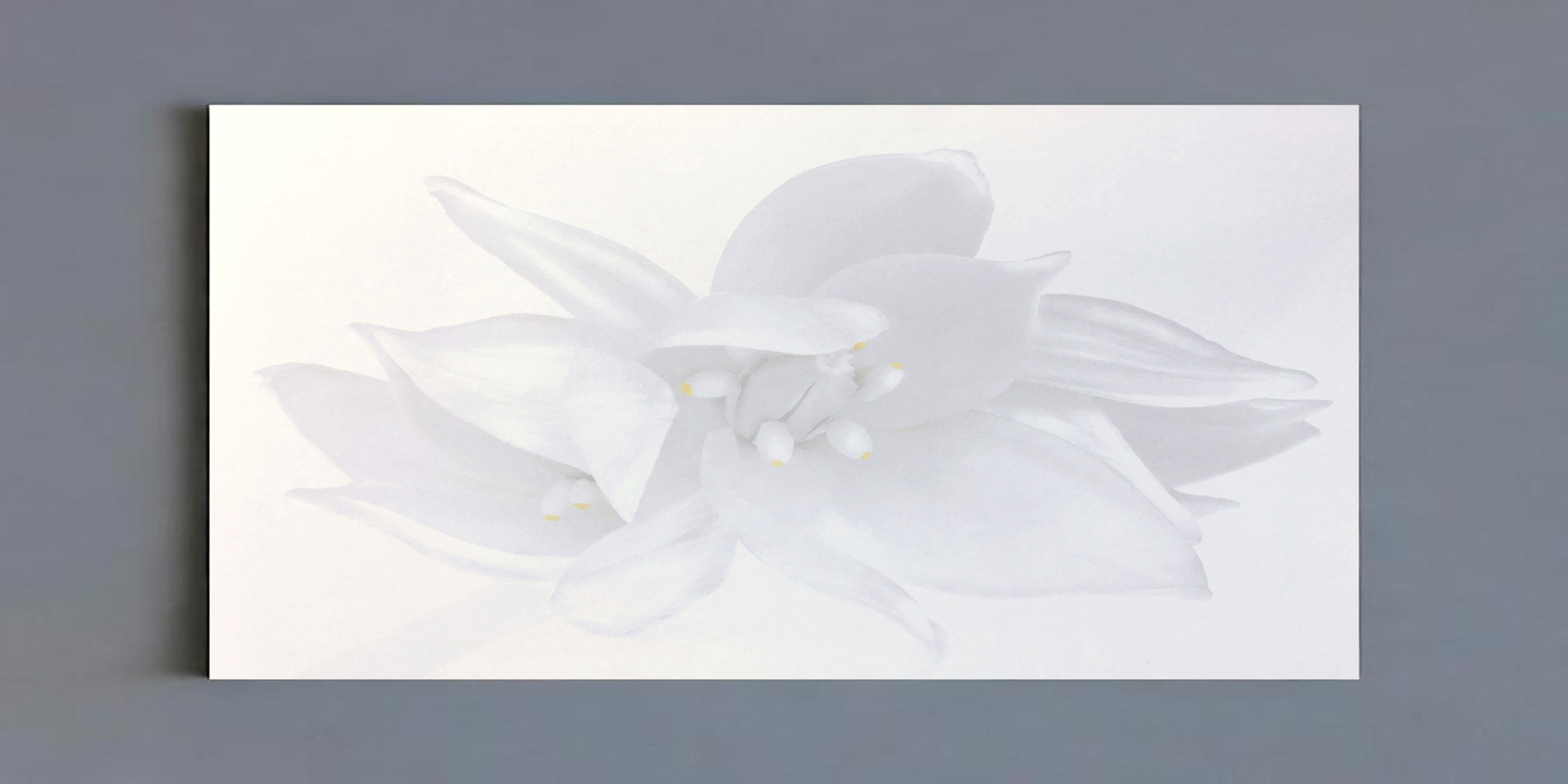 Rapture, 2007 (B&W) Iran Issa-Khan black and white photography orchid flower still life