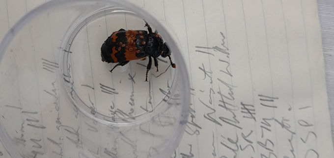 A Sexton Beetle