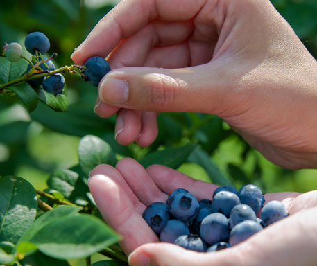 picking blueberries