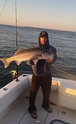 tuna taxi striped bass