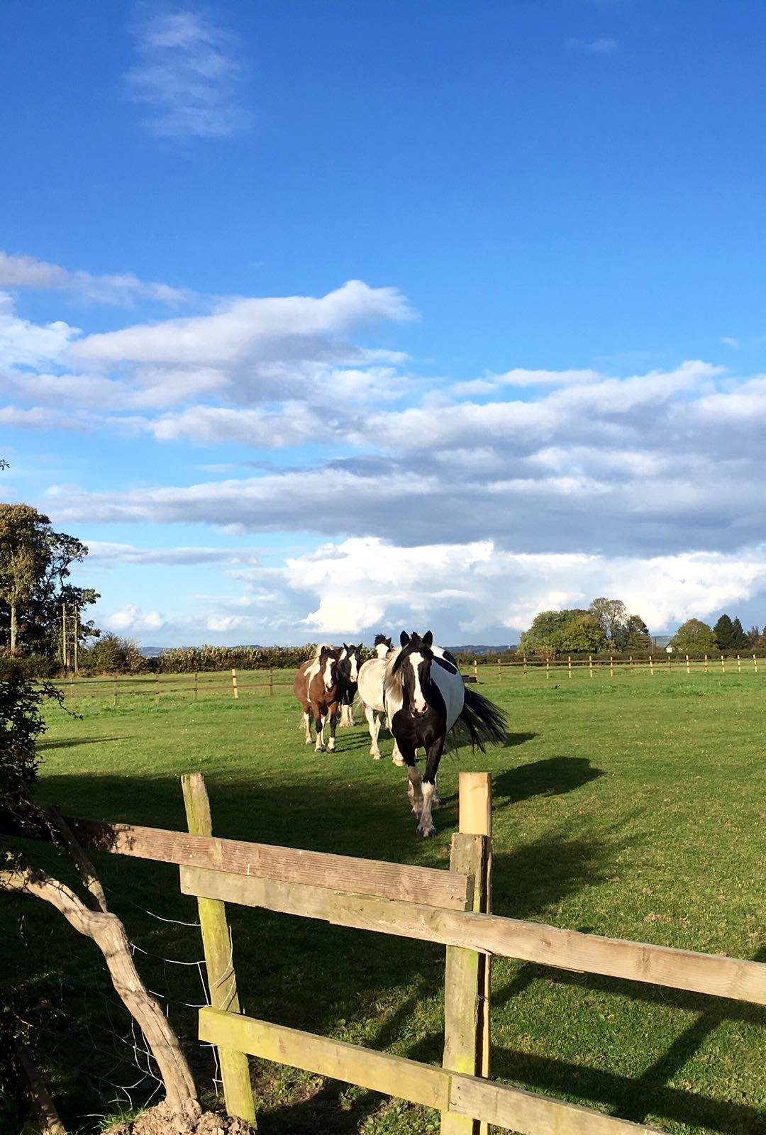 Gallery burrowslanefarm