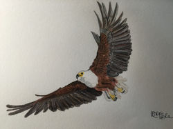 Colour Pencil Artwork