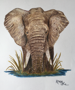 Colour Pencil Artwork