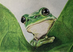 Colour Pencil Artwork