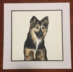 German Shepherd Pet Portrait