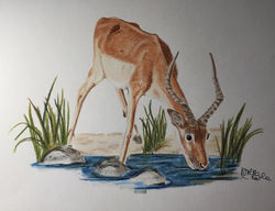 Colour Pencil Artwork