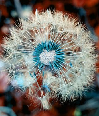 dandelion-3597681__340.jpg