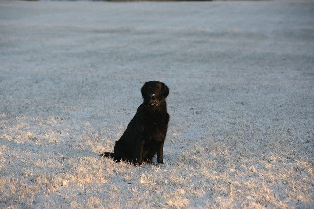 Fryda im Schnee