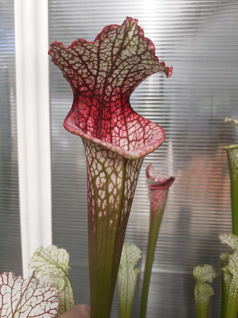 S. leucophylla – “ Flamingo “