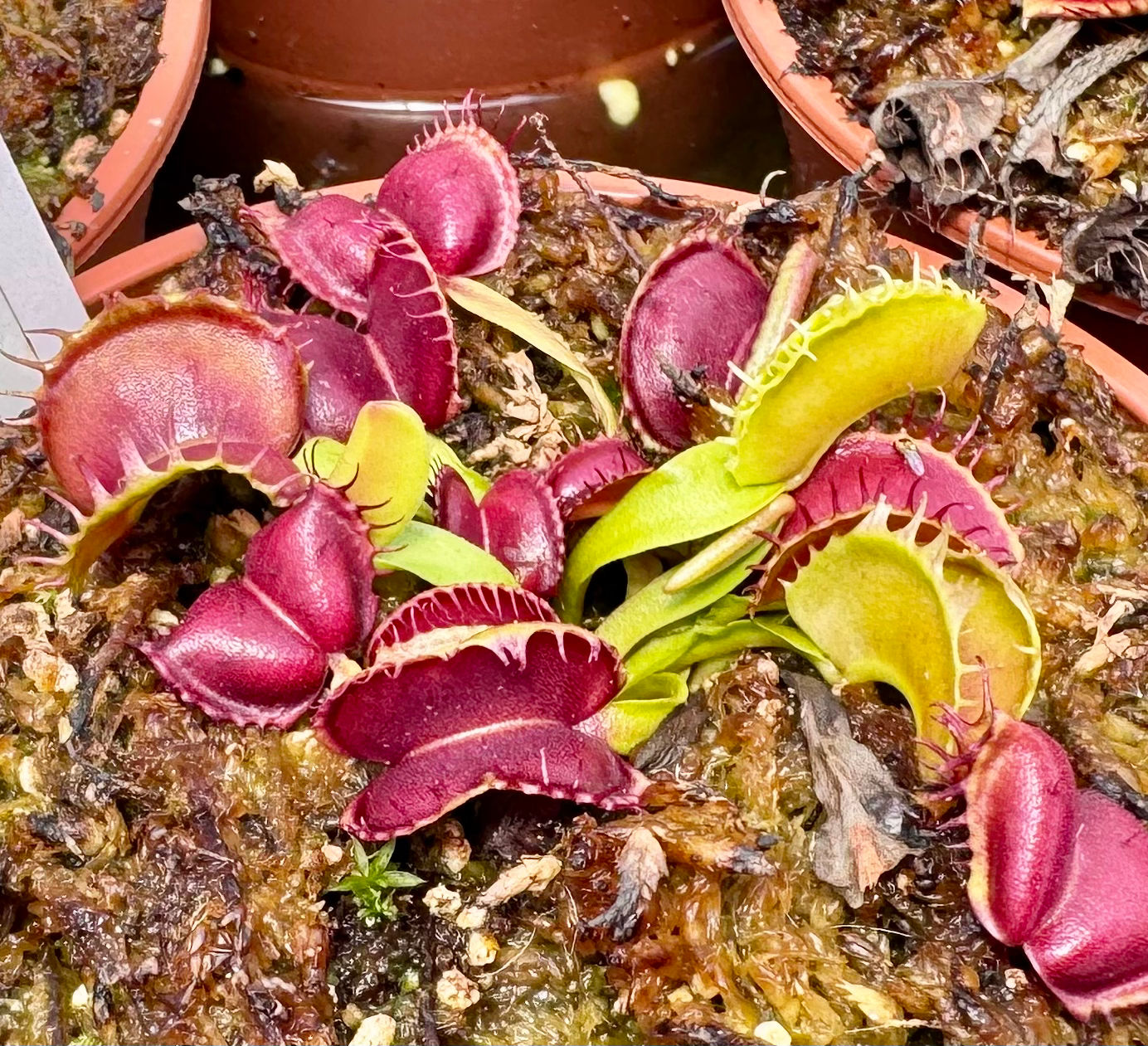 Dionaea muscipula - Red moon trap 