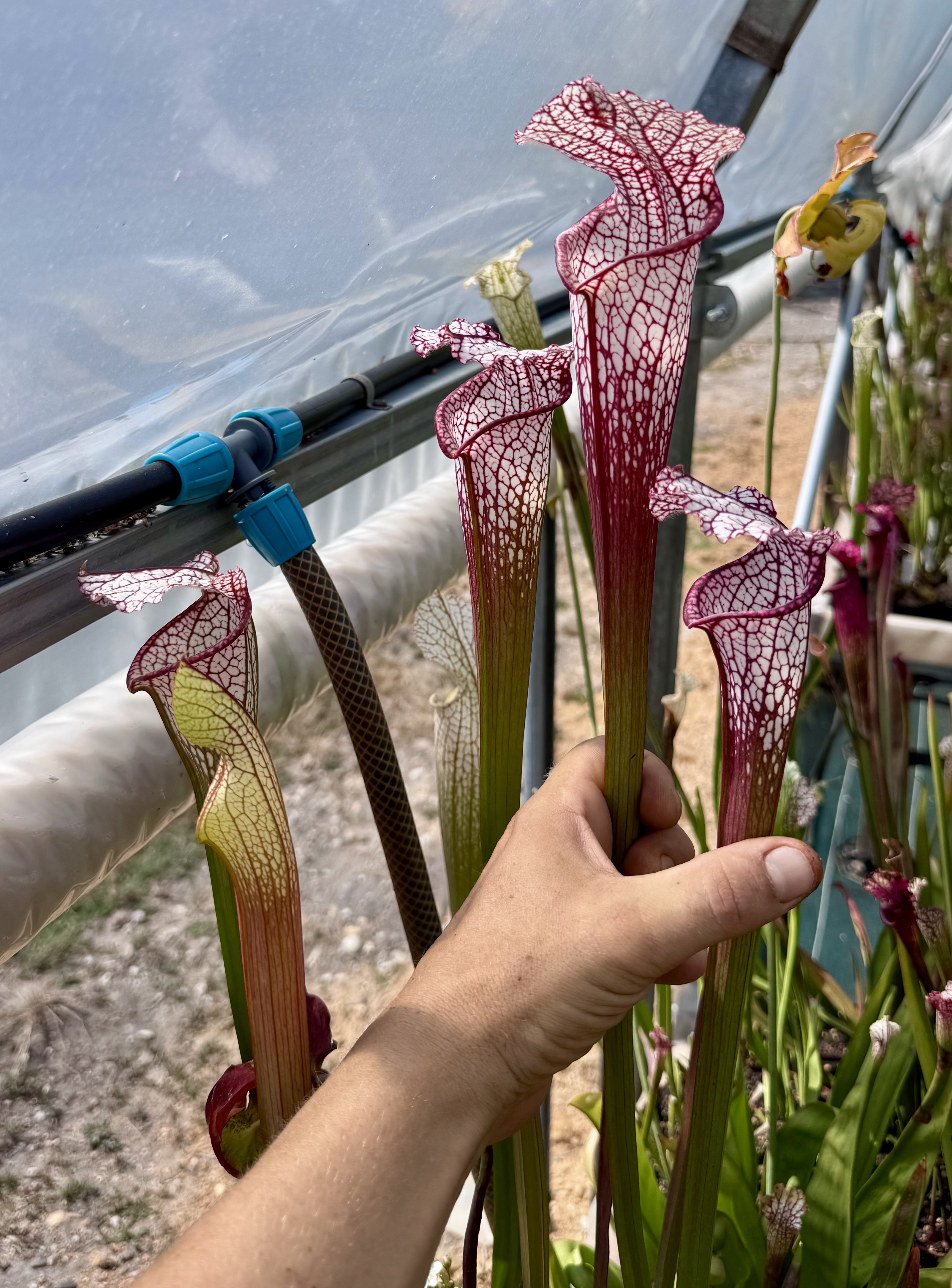 S. Leucophylla -- L38c srba