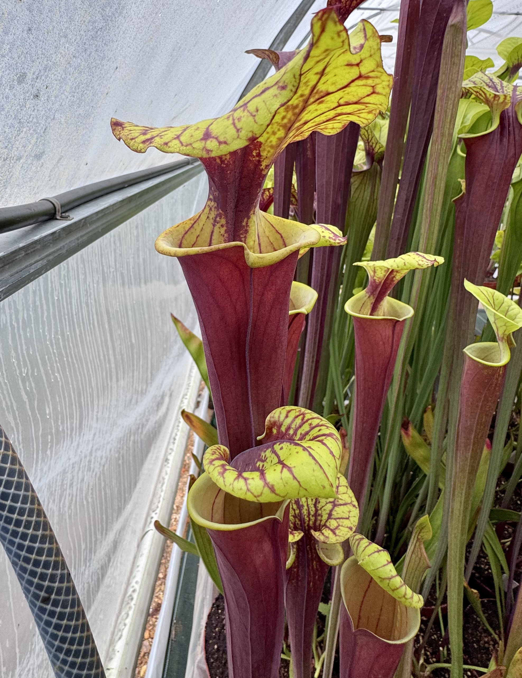 S. flava var. rubricorpora – 'burgundy'
