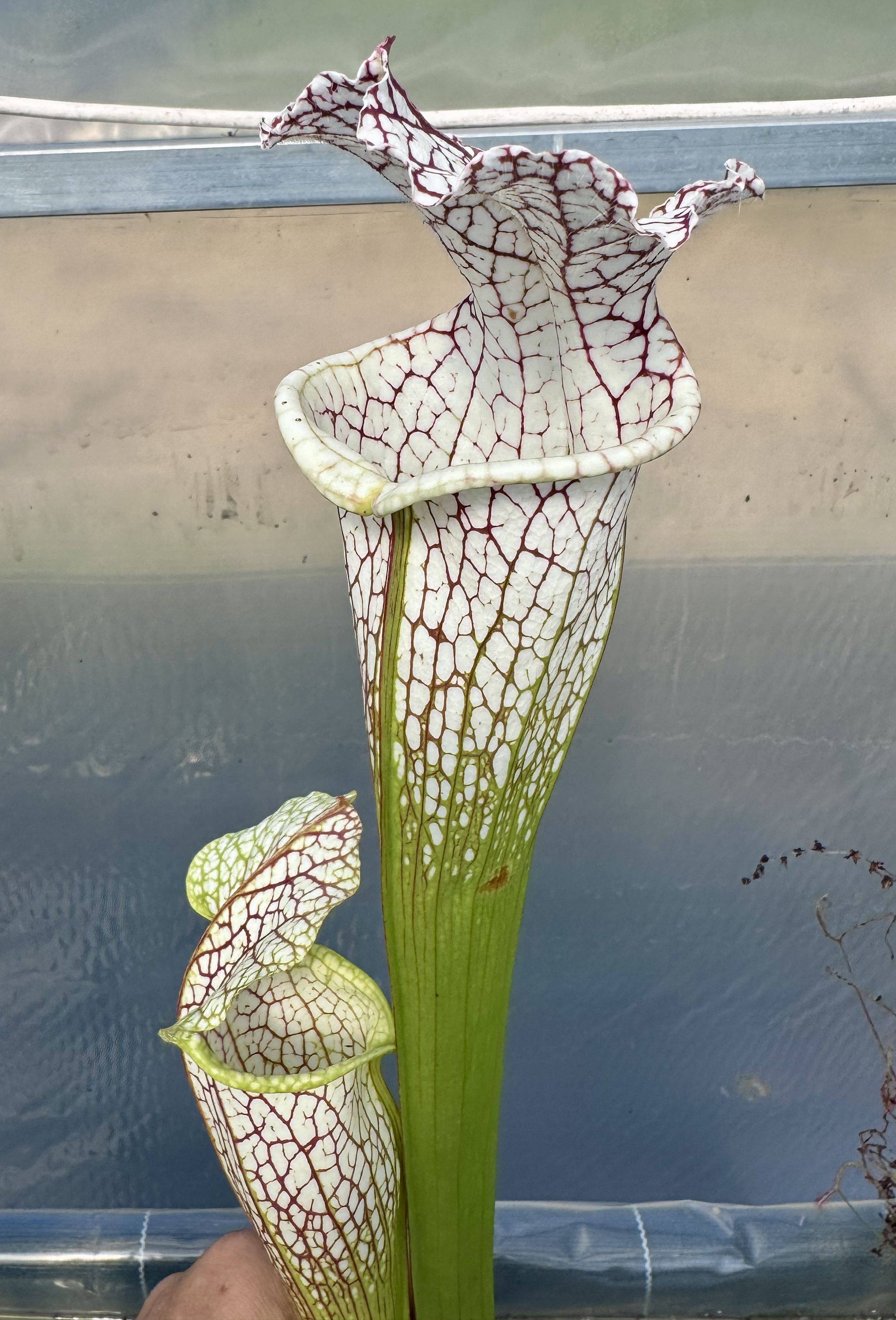 S. leucophylla - 'Polar Giant'
