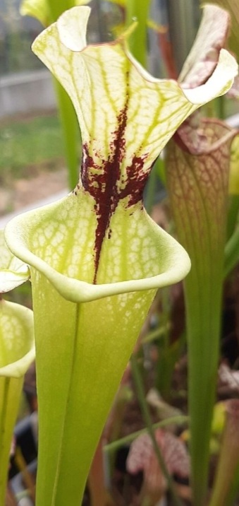 S.flava var. rugelii x Adrian slack Clone A (M. Srba)