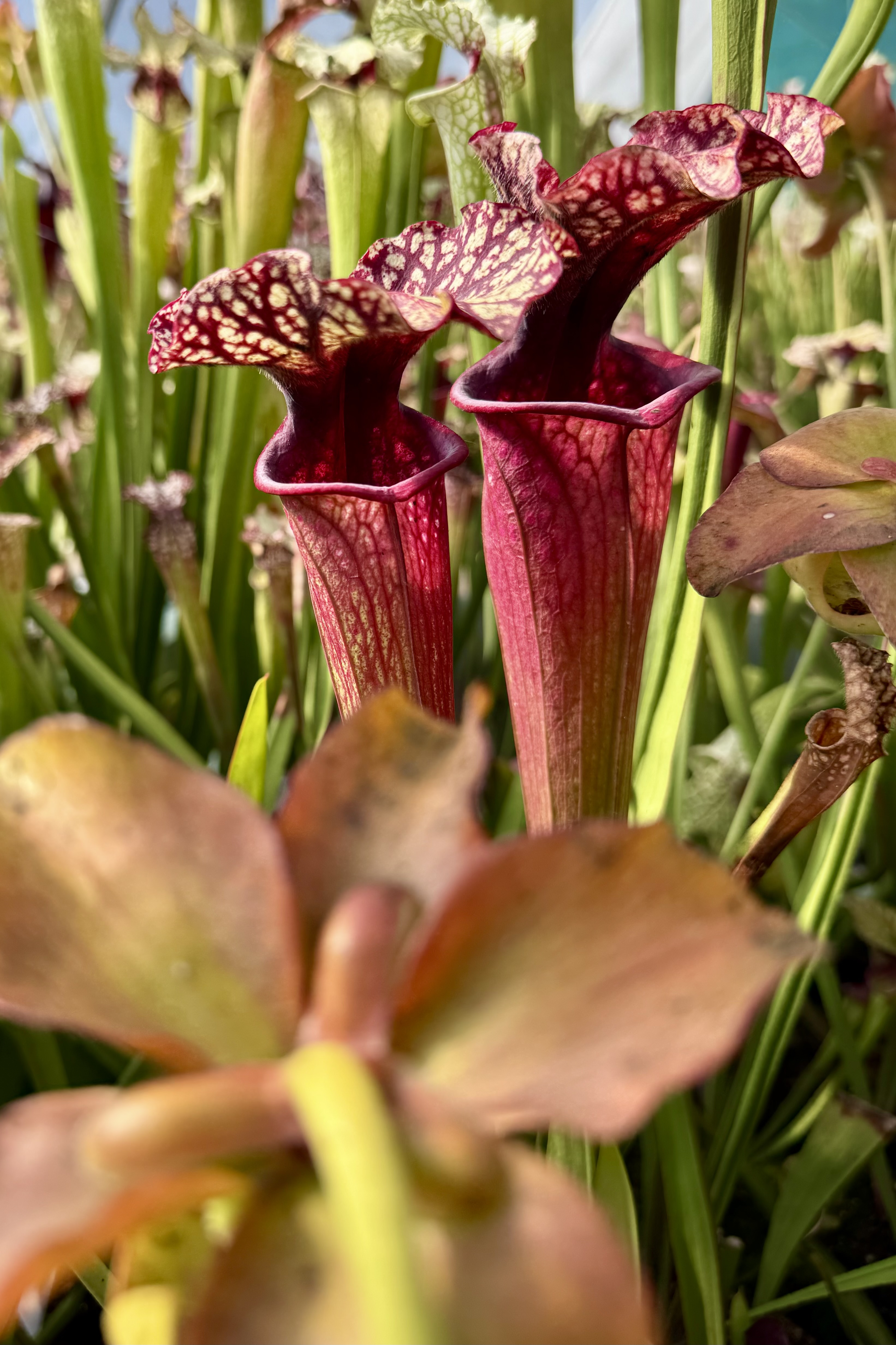 (S. x moorei wilkerson's white knight) x (S. x moorei wilkerson's red)