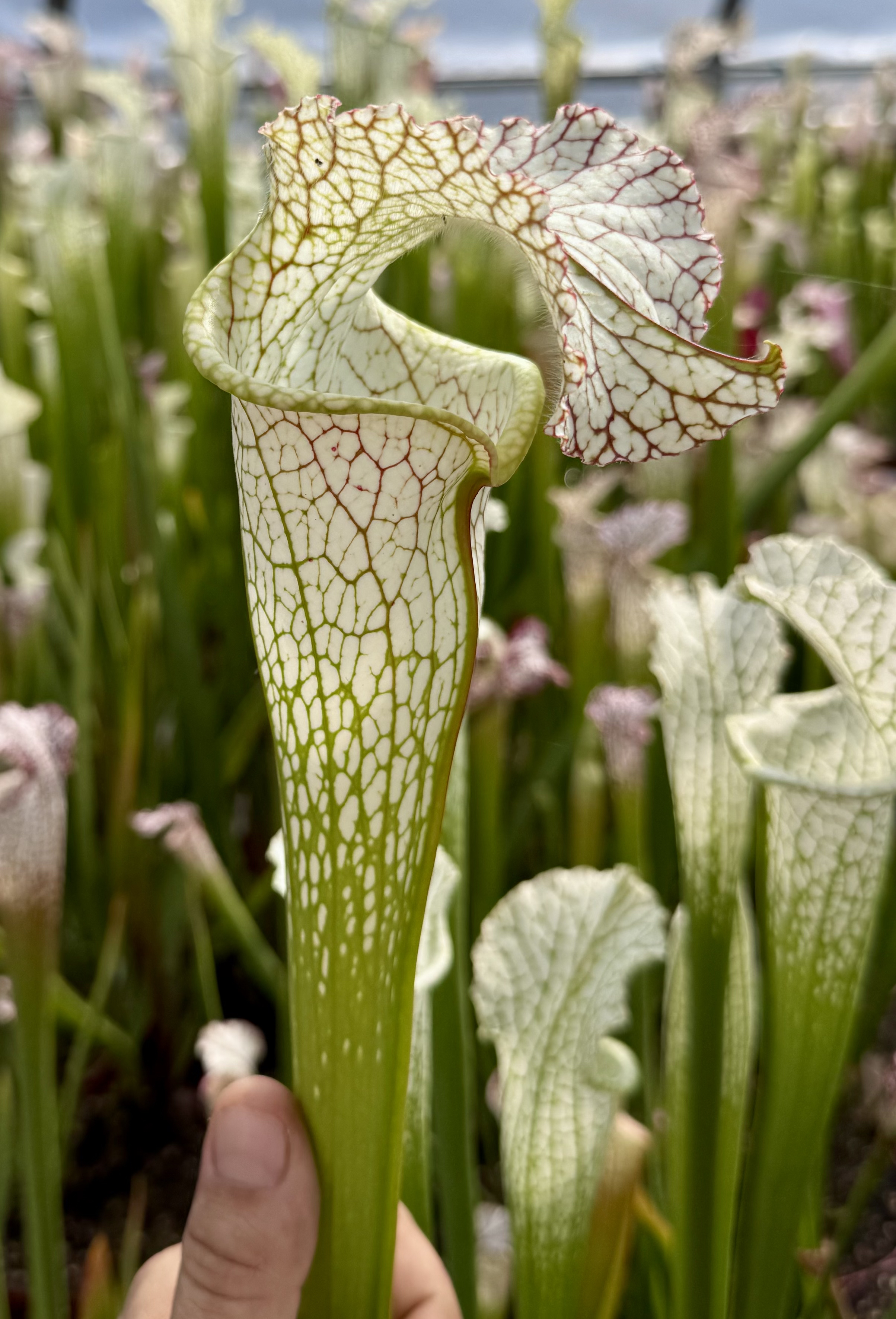 S. leucophylla – ''Elvis''