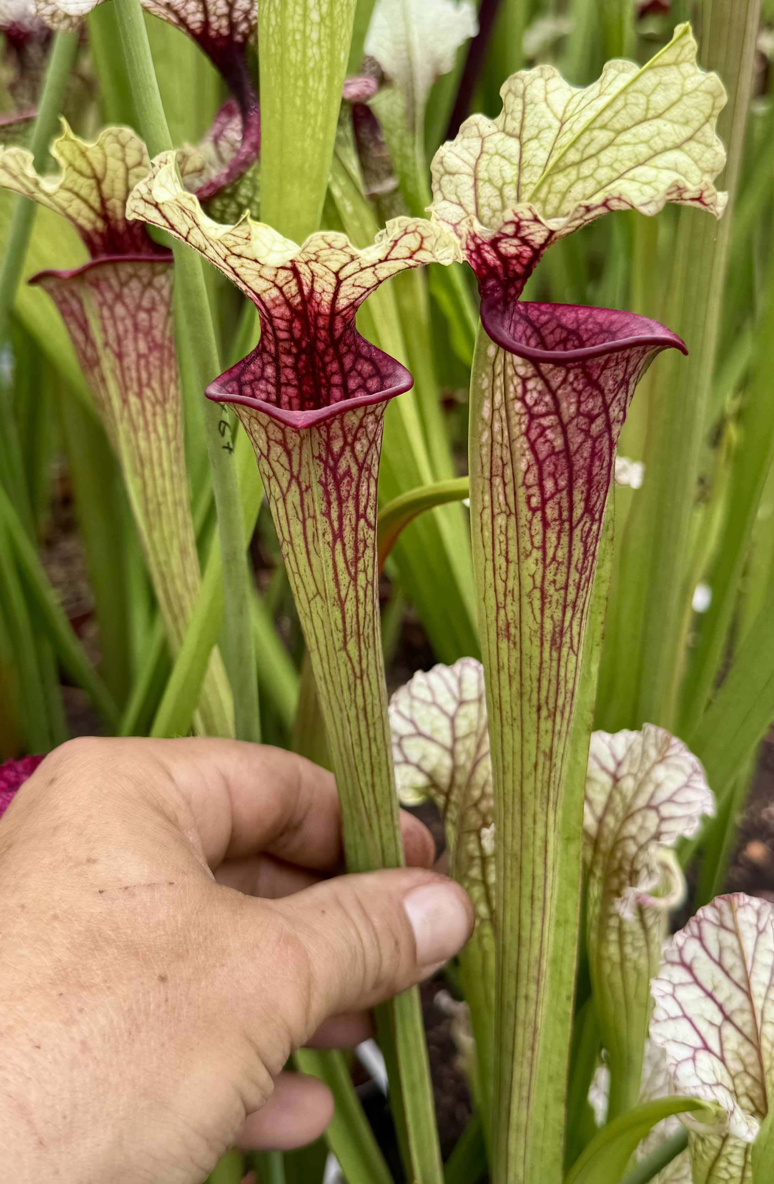S.leucophylla shnell ghost x s.x moorei Saurus .