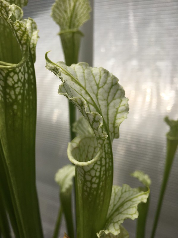 S. leucophylla -- schnell's Ghost
