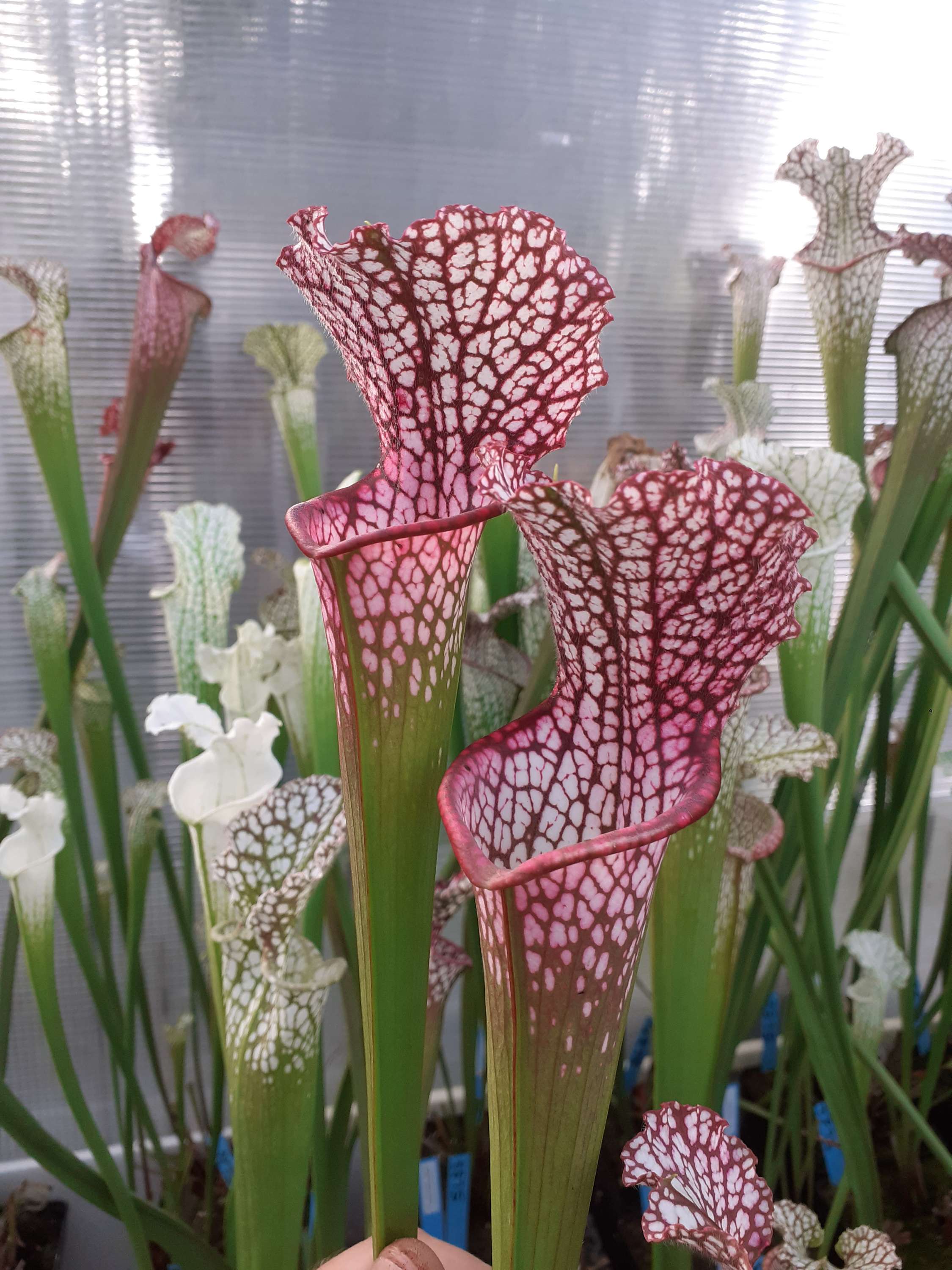 S. leucophylla -- " Roséana "