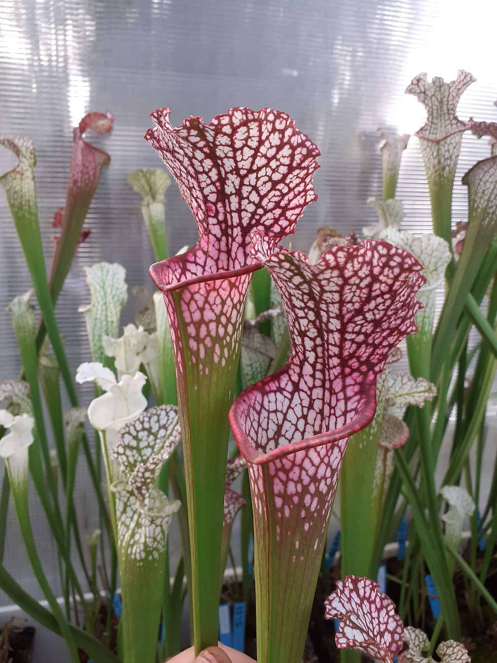 S. leucophylla -- " Roséana "