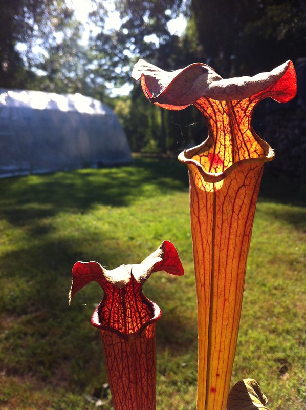 S. alata -- red throat, outside red