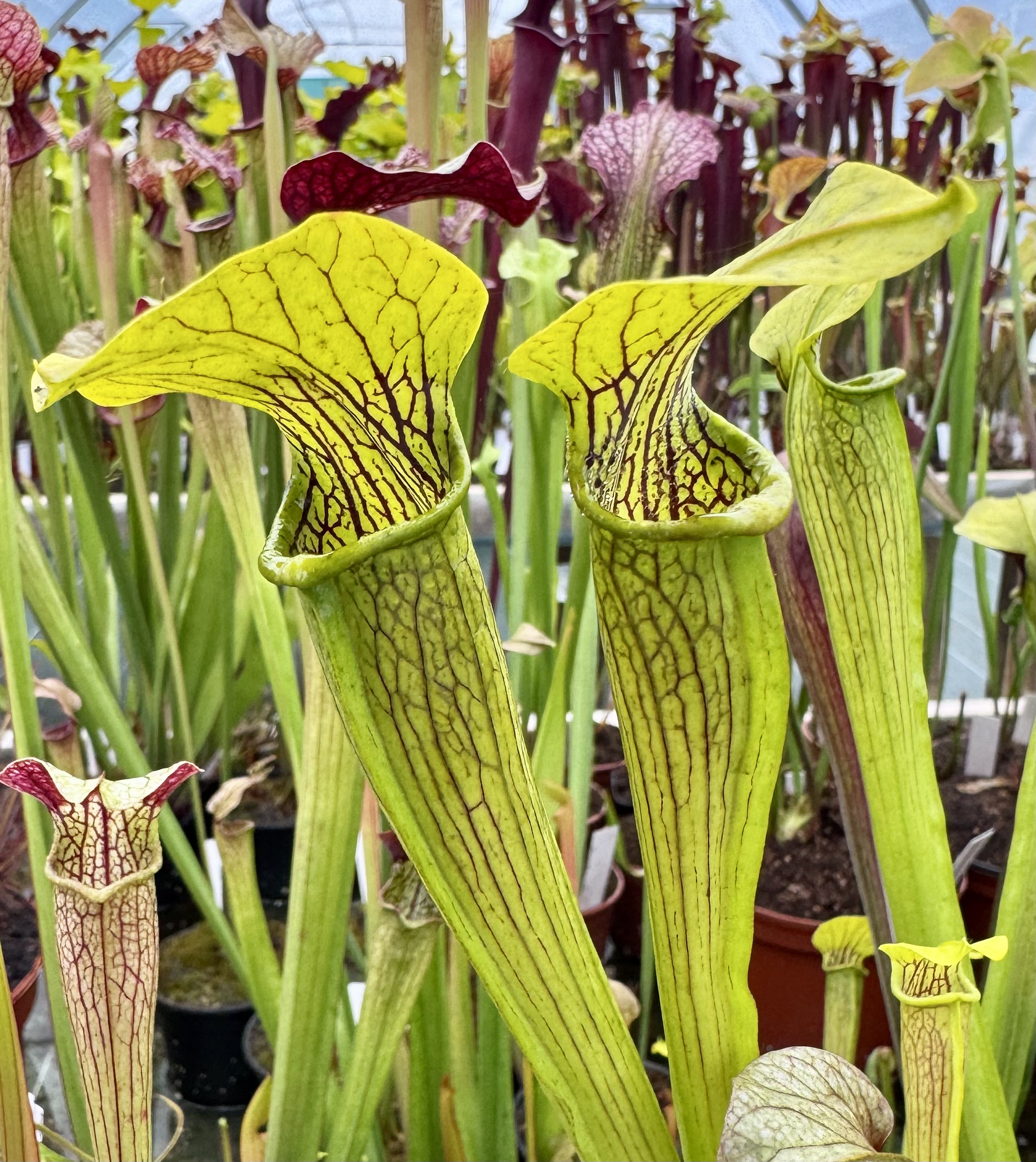 Sarracenia var. alata -- Citronelle Co, Alabama