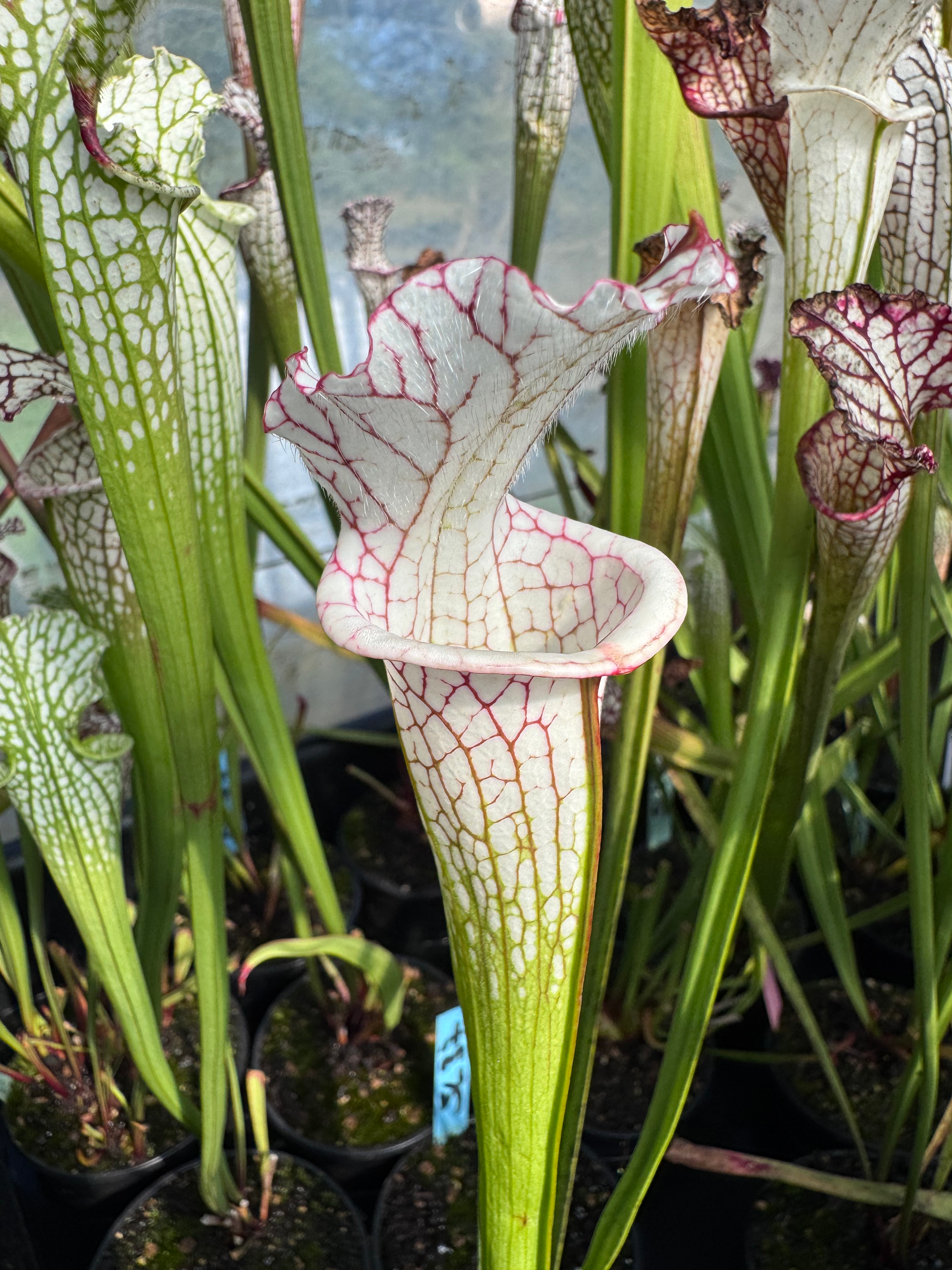S. leucophylla -- 'Alba' (L9,Mike king)