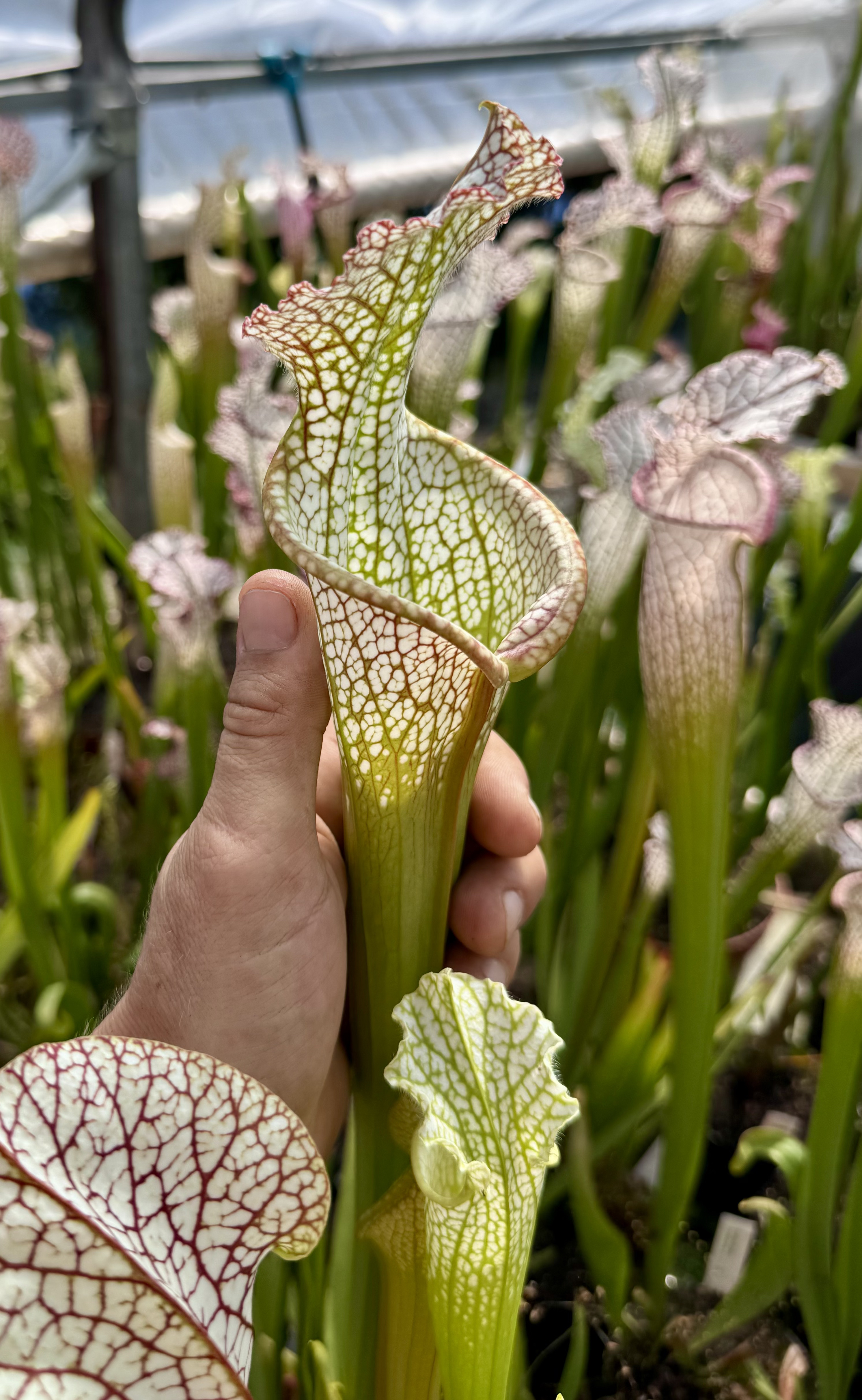 S. leucophylla - 'Wide Mouth'