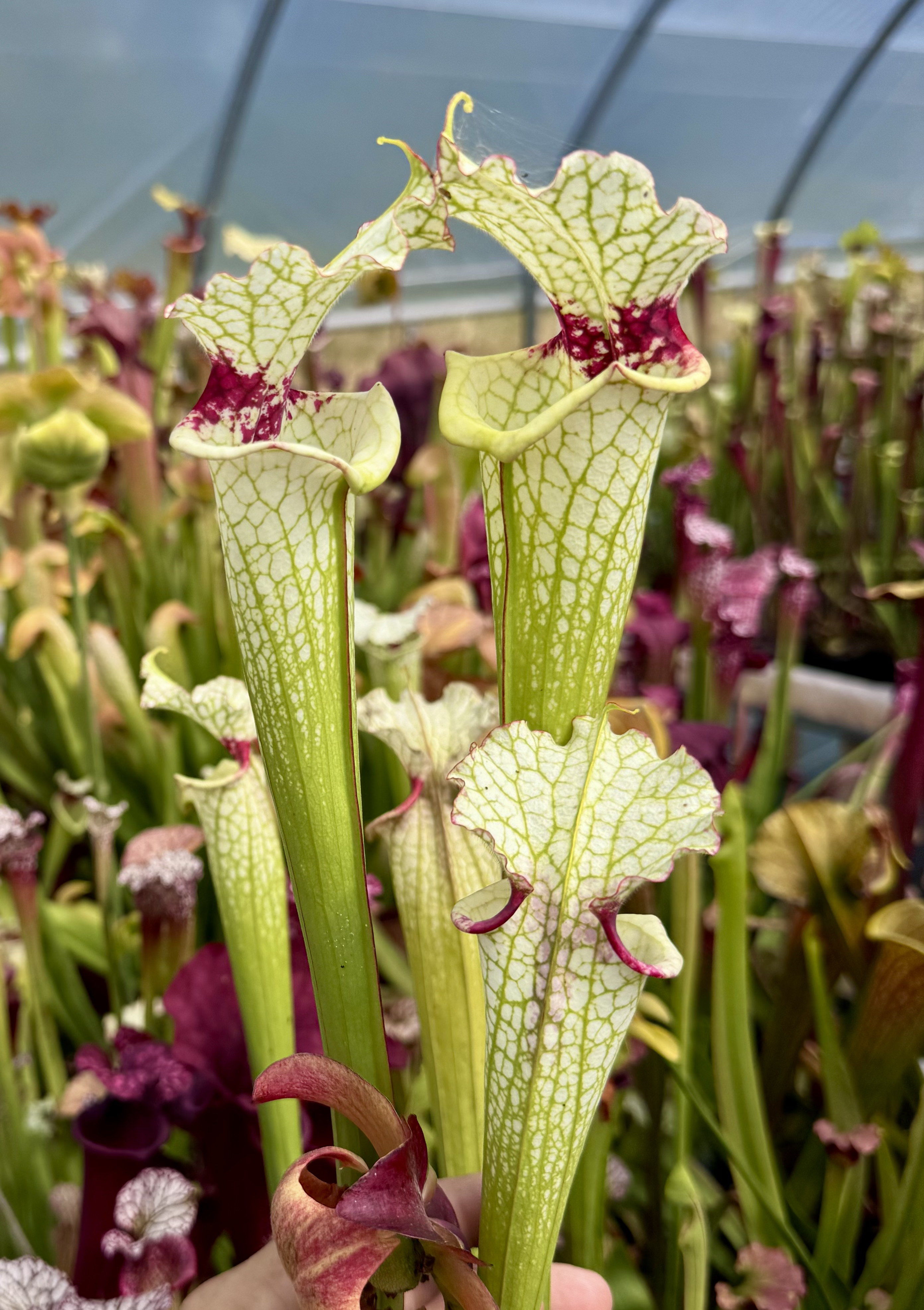 S. x moorei leah wilkerson x S,L Alba