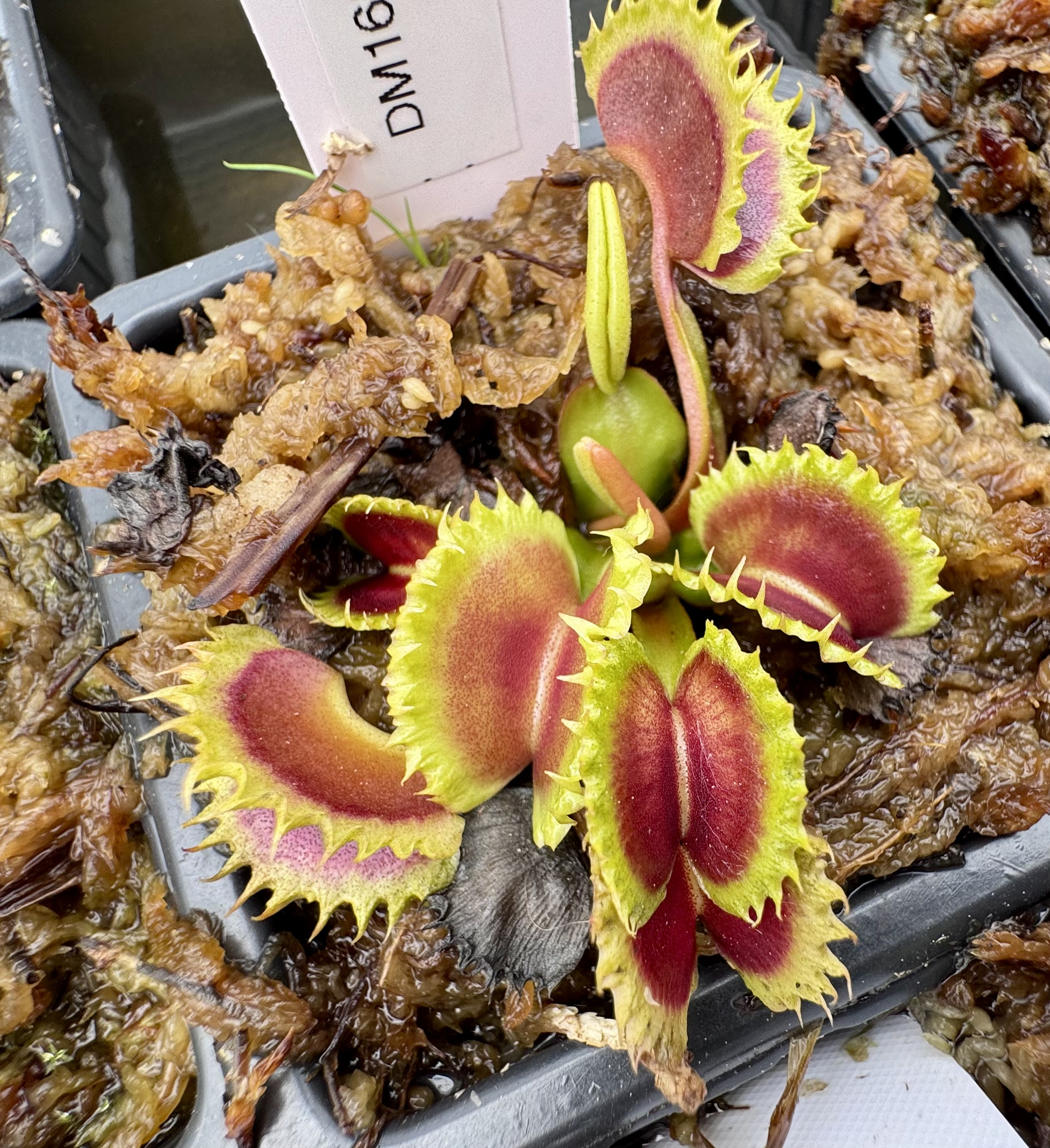 Dionaea muscipula - Zip