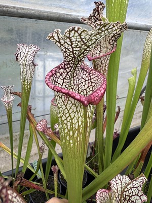 S. leucophylla -- pouty Lip