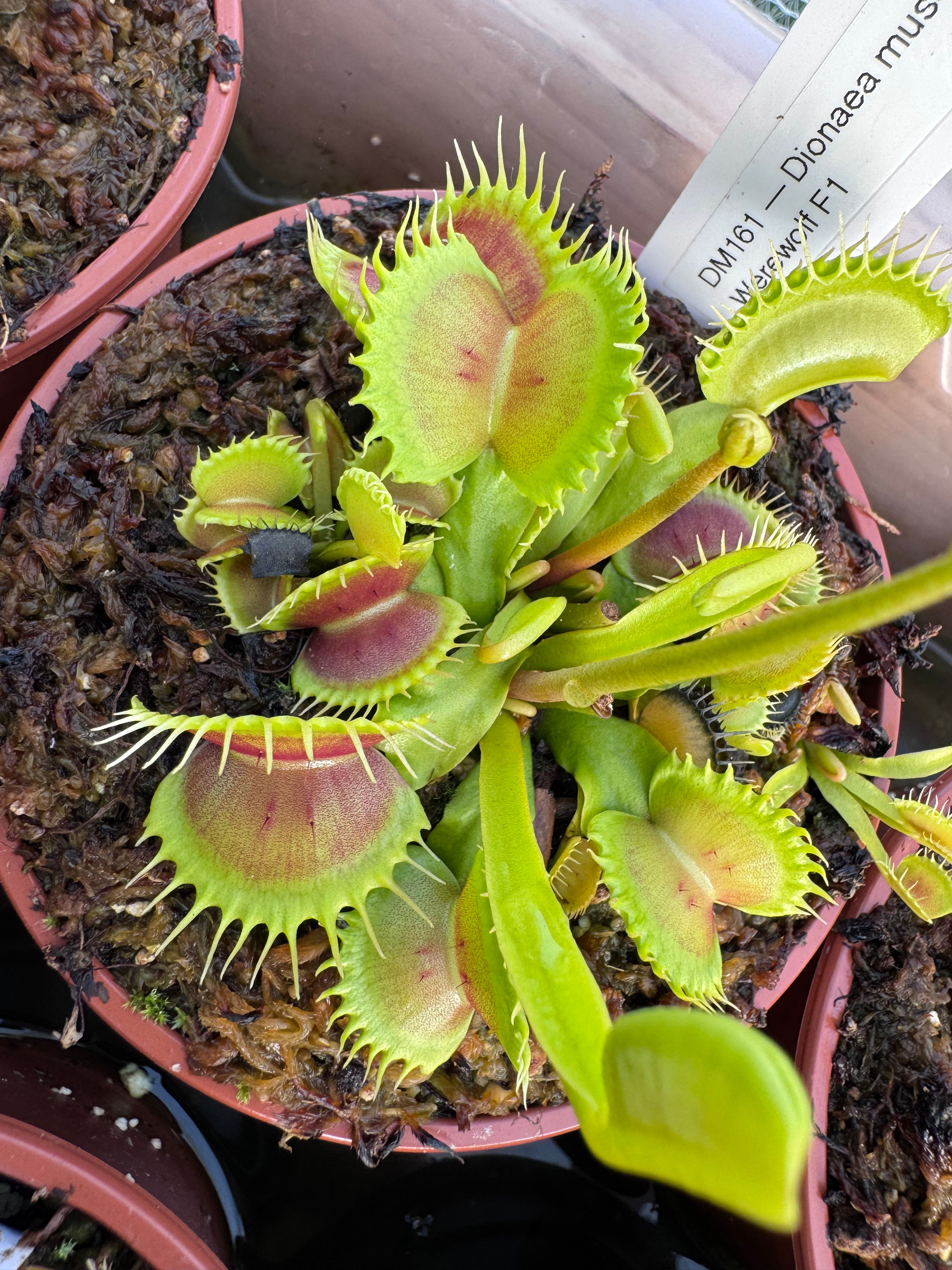 Dionaea muscipula - Werewolf F1