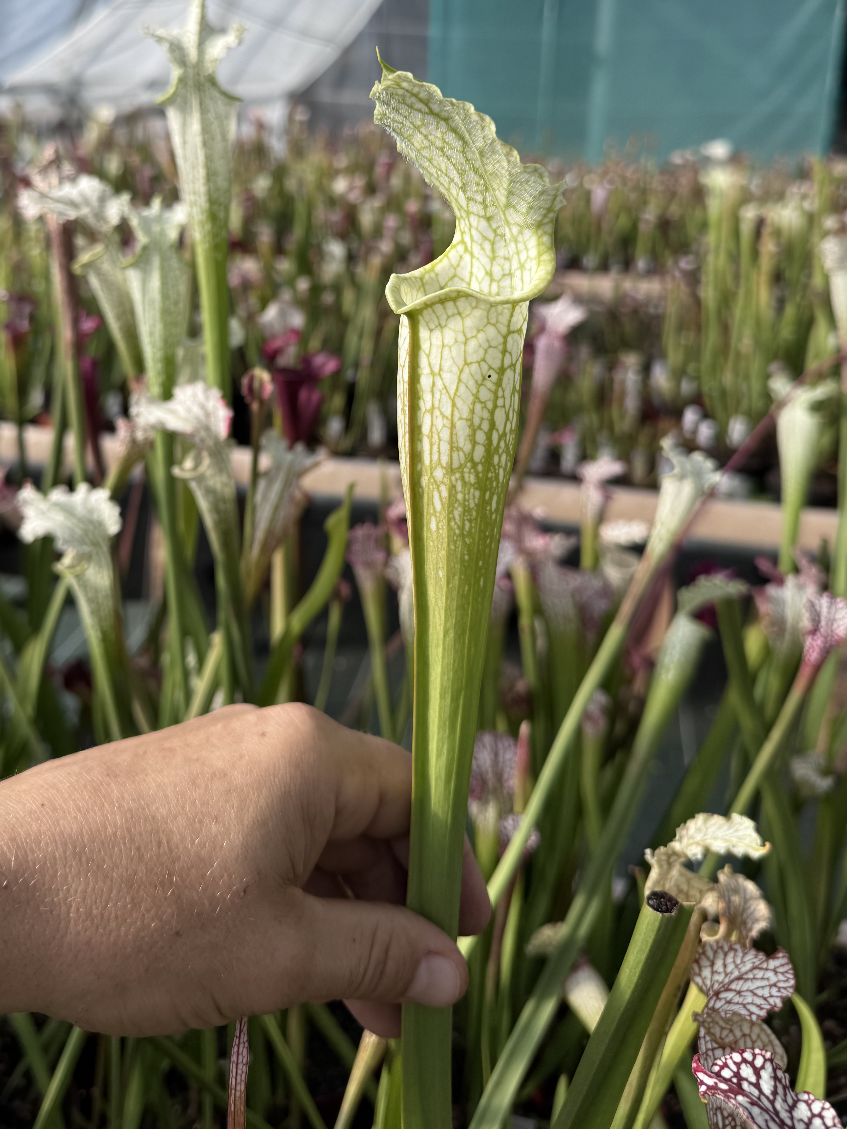 S. leucophylla -- schnell's Ghost