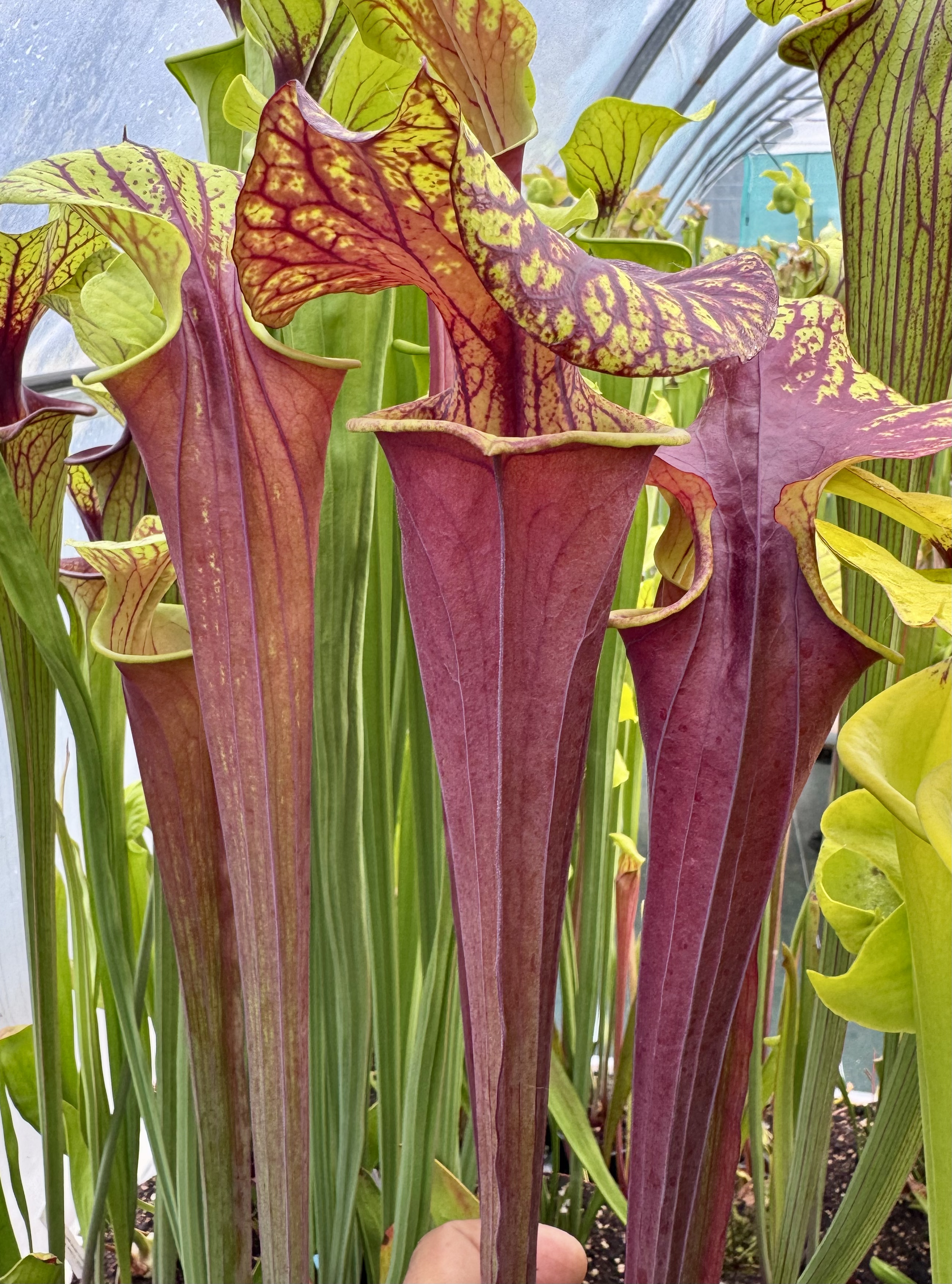 S. flava var. rubricorpora – Sandy creek rd, N.Florida