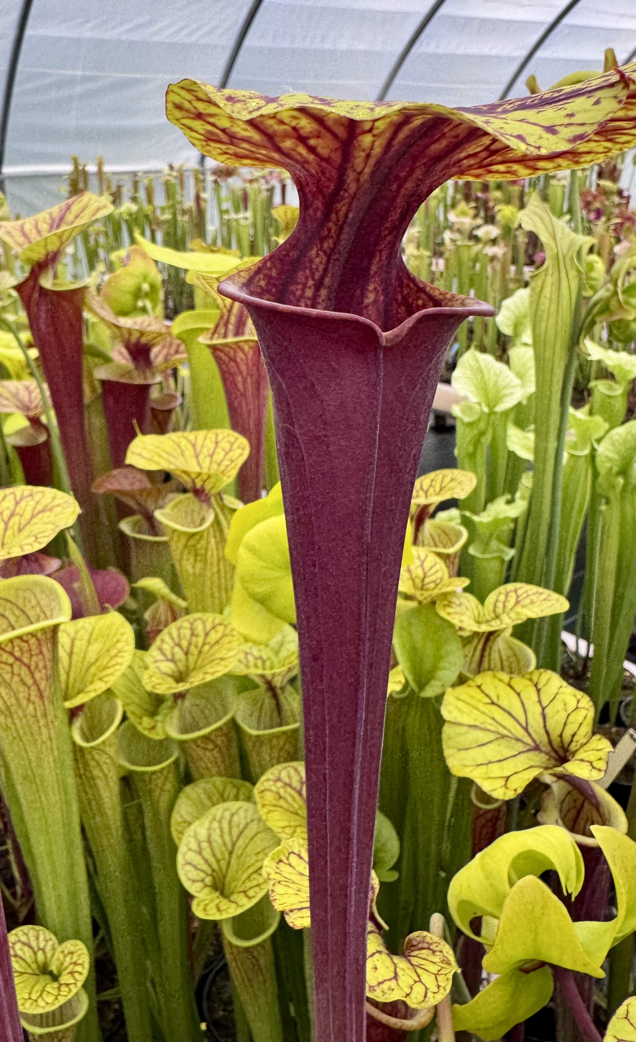 S. flava var. rubricorpora – 2ND Site Sandy Creek