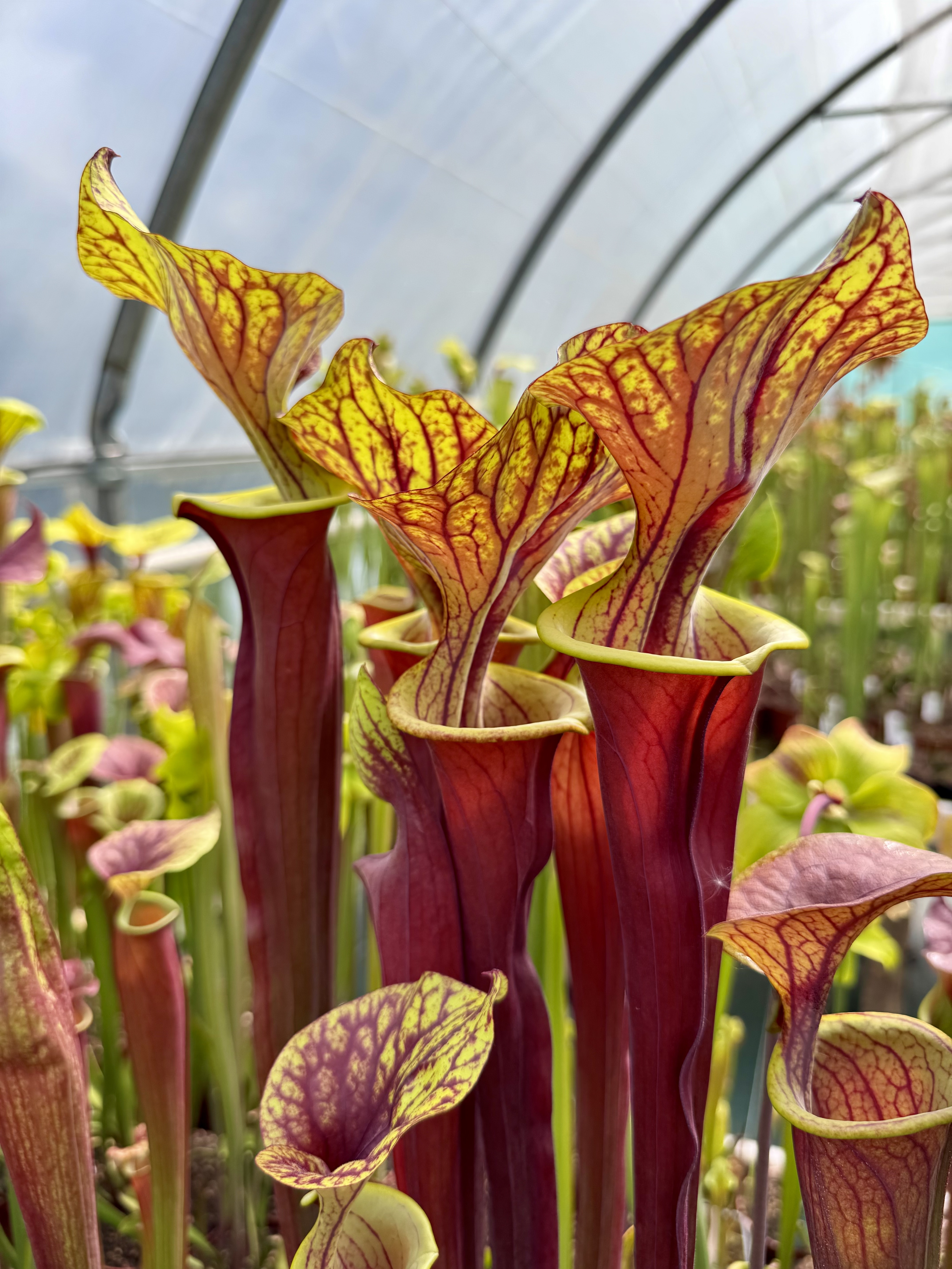 S. flava var. rubricorpora x S. flava var. atropurpurea