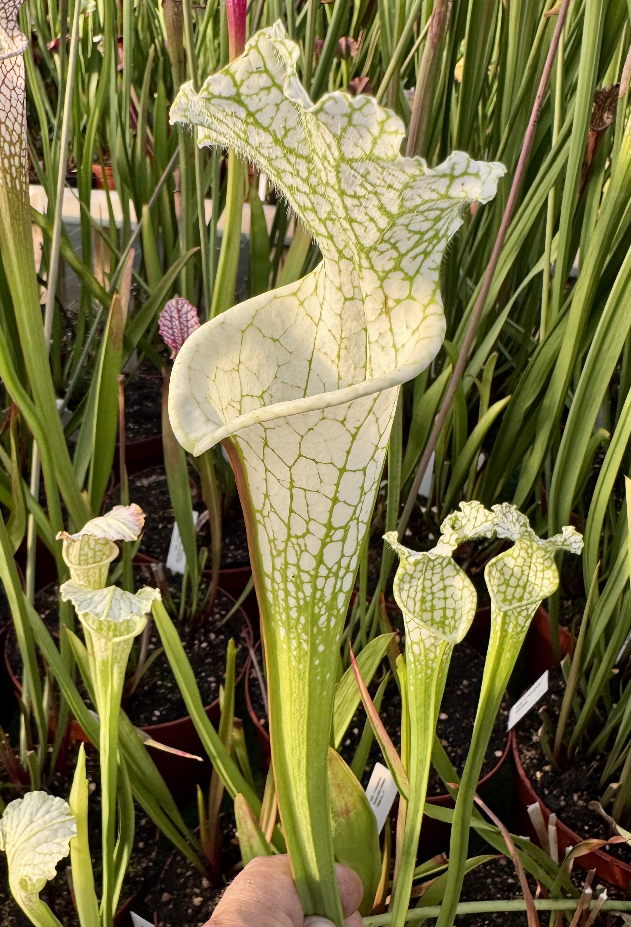 S. leucophylla – Alba 'Hurricane Creek White' clone 4