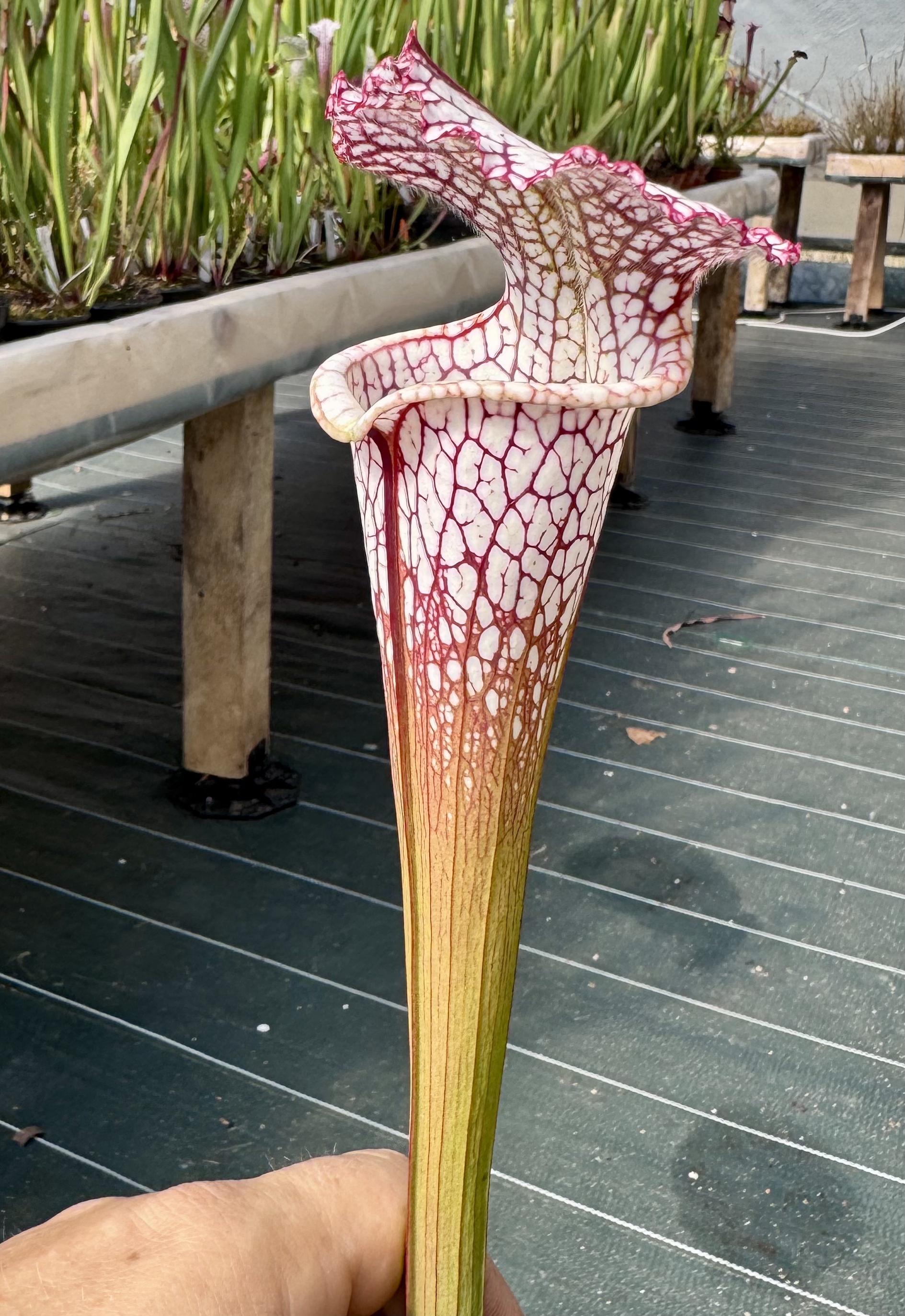 S. leucophylla – red neck