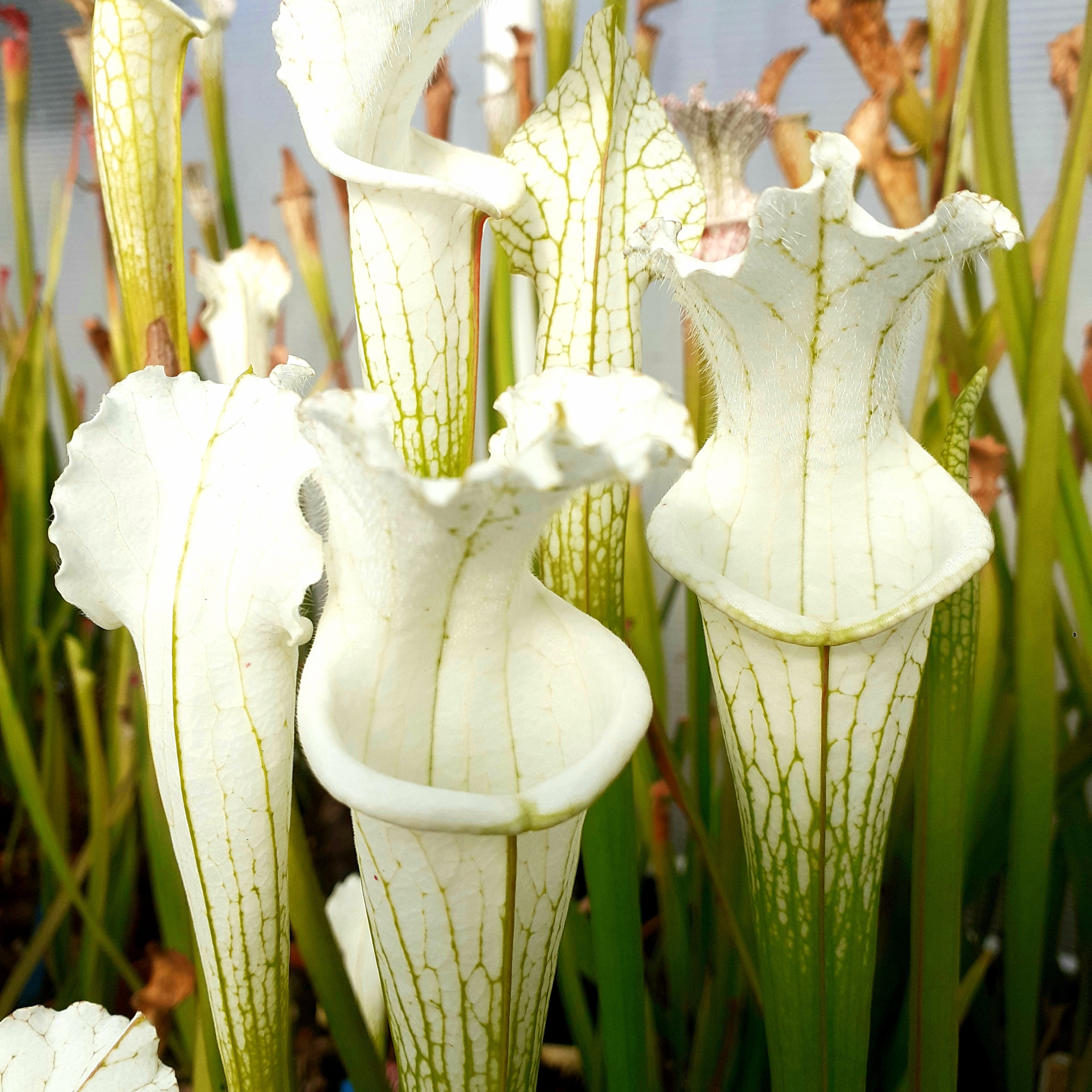 S. leucophylla – alba # 14