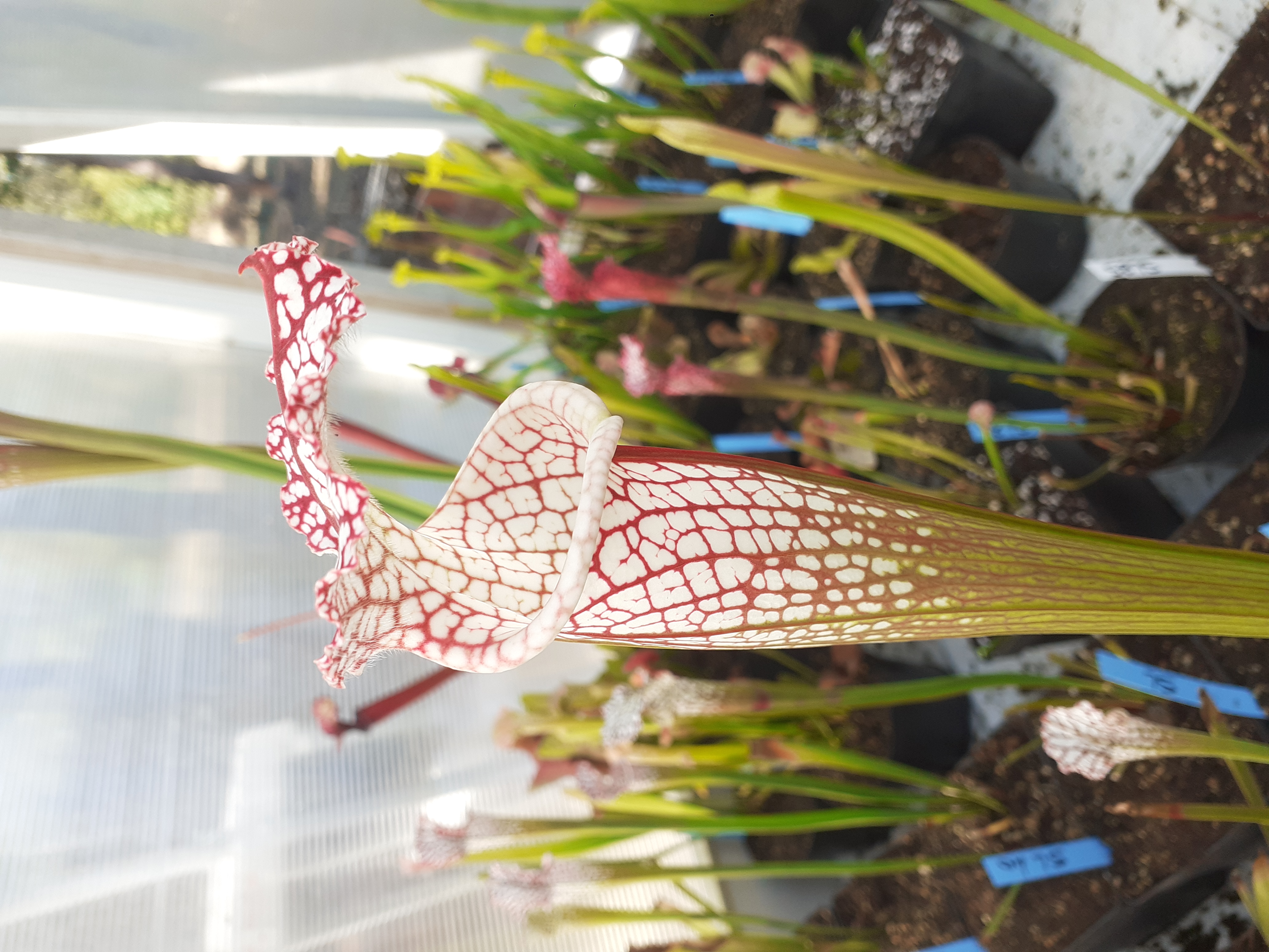 S. leucophylla – Giant pink lipped, apalachicola FL, L18MK