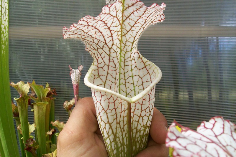S. leucophylla -- gas station site, grown from wild seed