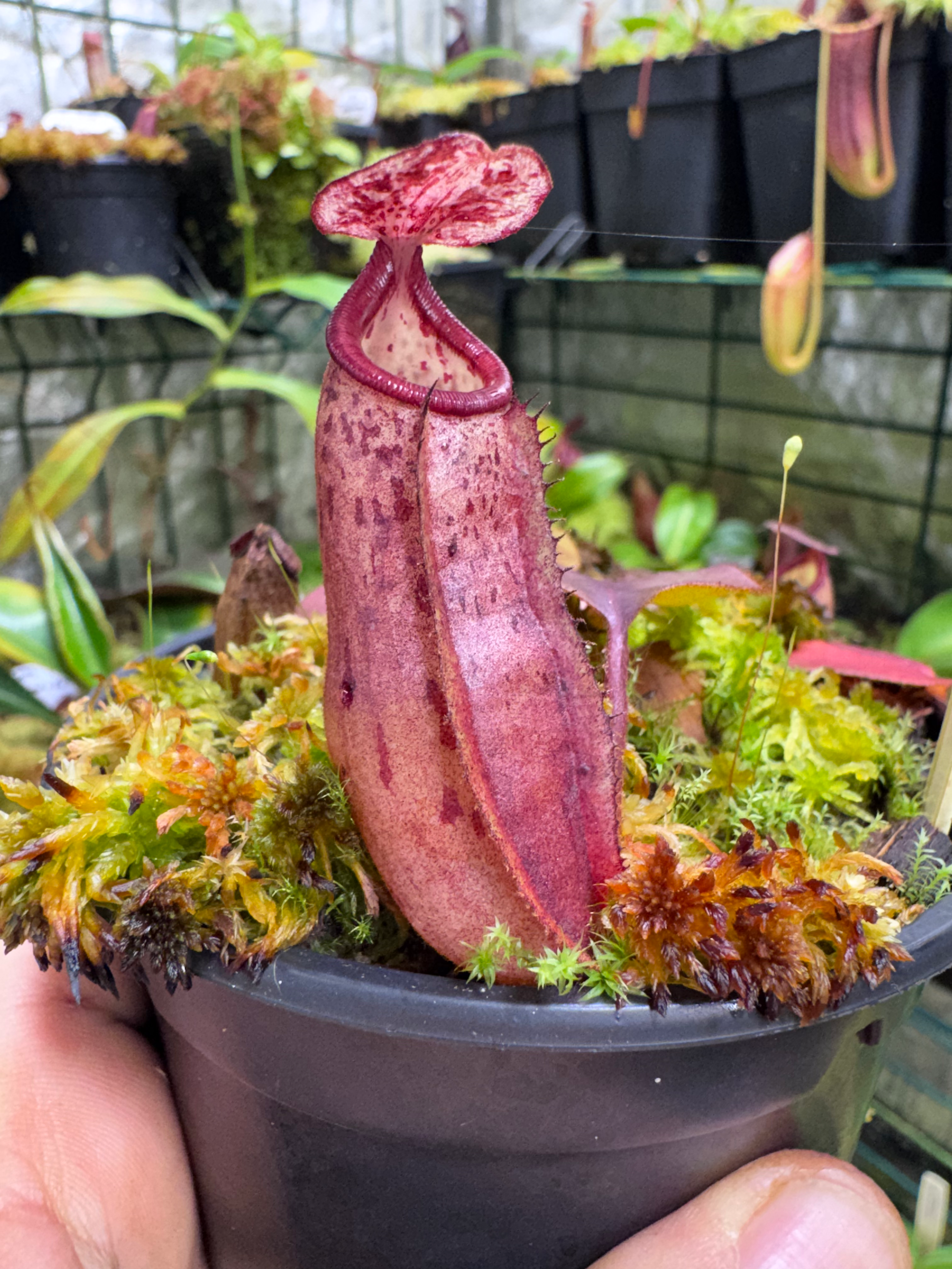 N. (Veitchii x mira orange) x (grandilugera x burbigae)