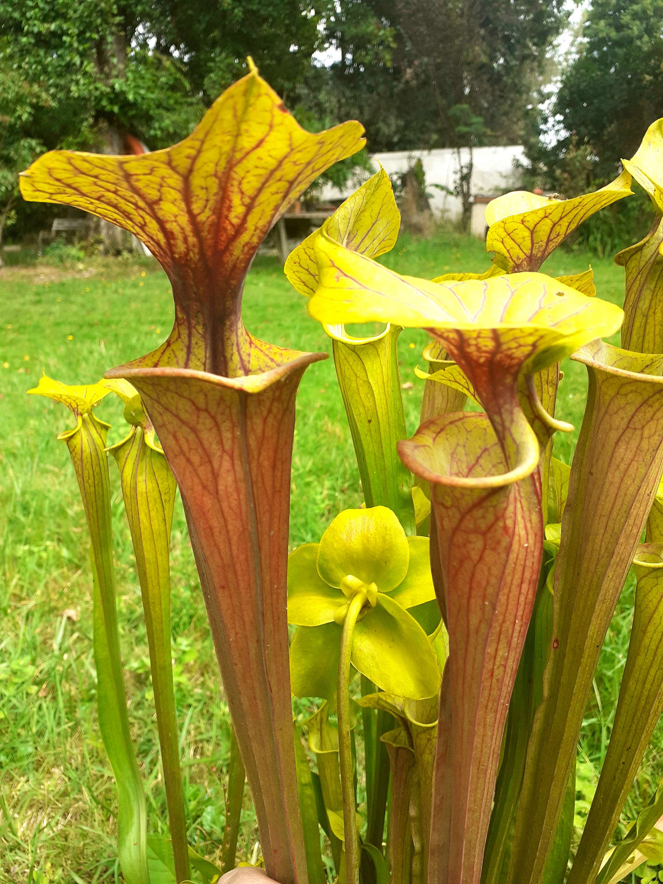 S. flava var. rubricorpora -- 'claret'
