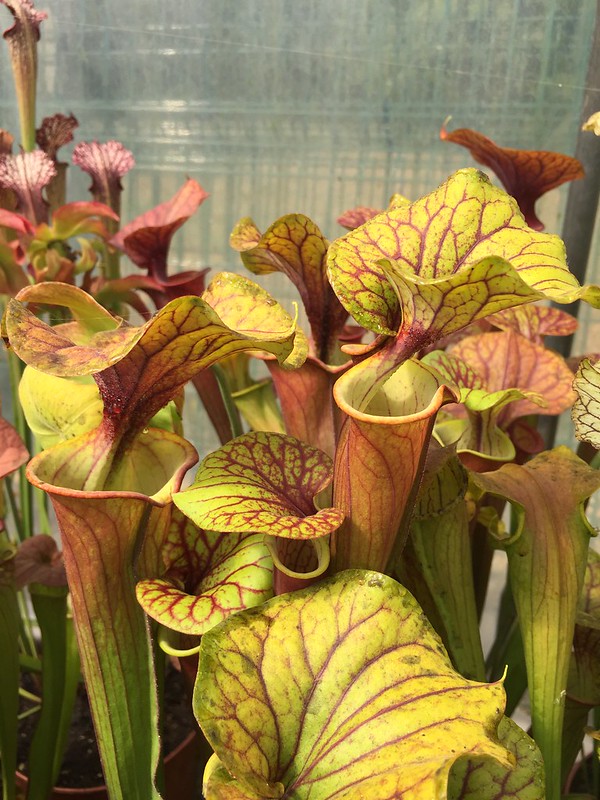 S. flava var. atropurpurea -- don Schnell Clone
